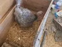 Turkeys — photo 3