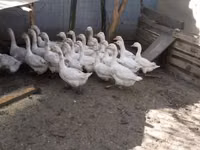 Geese — photo 3