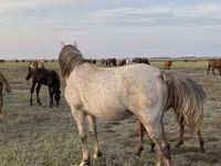 घोड़ा, Kazakh horse — फ़ोटो 2