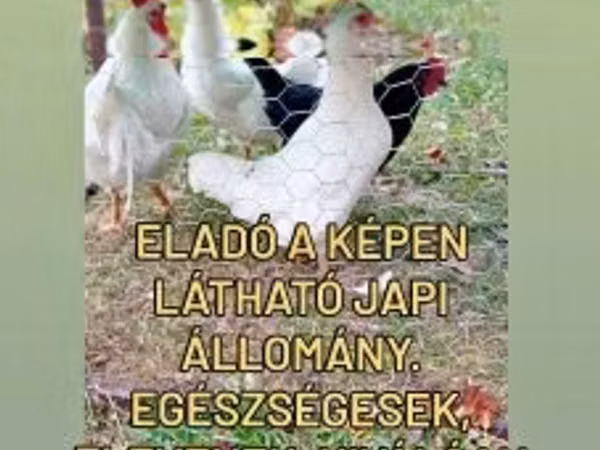 Chickens
