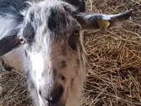 Geit, LaMancha goats — foto 2