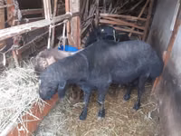 Carnero, Hissar sheep — foto 1