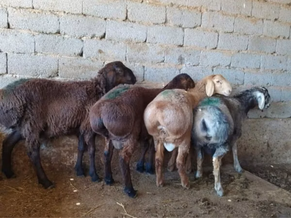 Ram, Sheep — Kazakhstan