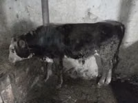 Бик, Велика рогата худоба — фото 1