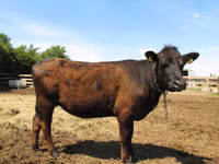 Cow, Aberdeen-Angus — photo 2
