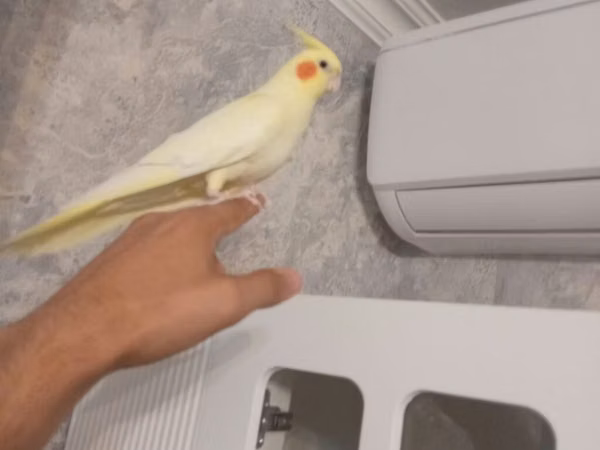 Dişi qızğın karella əl quşudu, tam sağlam aktiv quşdu. Real alıcı
