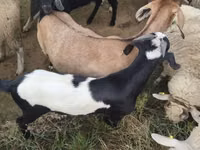 بز نر, بز — عکس 2