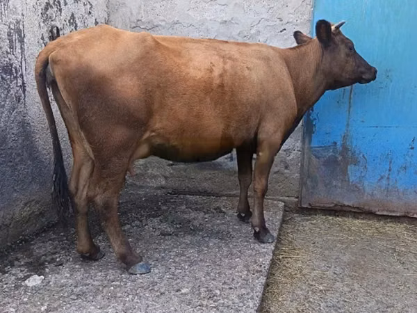 Cow, Cattle — Georgia