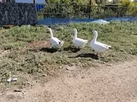 Chickens — photo 3