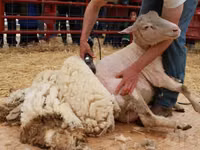 Sheep, Sheep — photo 1