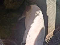 Sow, Pigs — photo 2