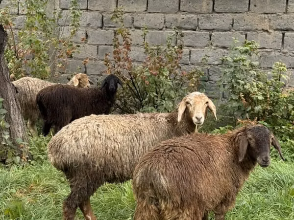 Camella, Camellos