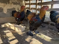 براهما — عکس 2