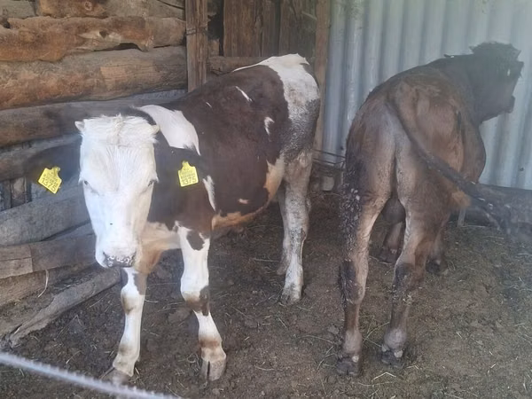 Bull, Swiss cattle — Kyrgyzstan
