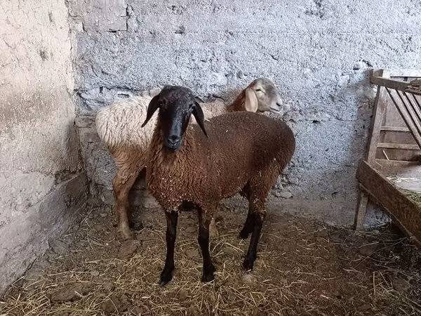 Sheep, Sheep — Kyrgyzstan