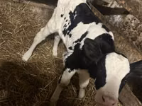 Бик, Simmental cattle — снимка 2