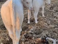 Byk, Charolais cattle — zdjęcie 5