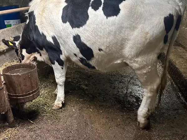 Cow, Russian Black pied cattle
