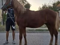 Horse (M), Hungarian horse breed — photo 3