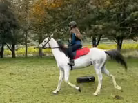 Kuda jantan, Arabian horse — foto 4