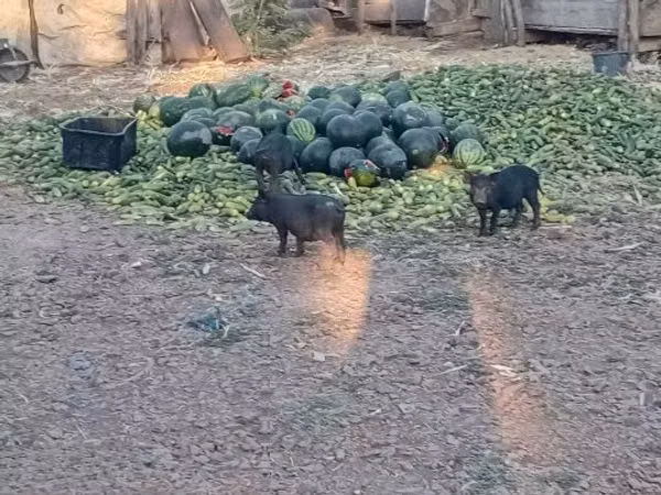 Pigs (batch, sex not specified),  — Hungary