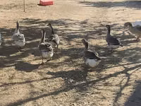 Geese — foto 4