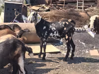 ወንድ ፍየል, Nubian Goat — ፎቶ 2