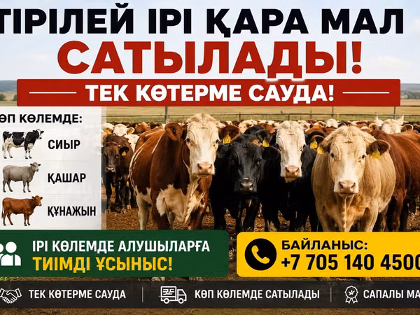 Bull, Latvian Blue cattle — Kazakhstan