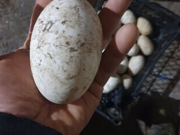 Geese — Azerbaijan