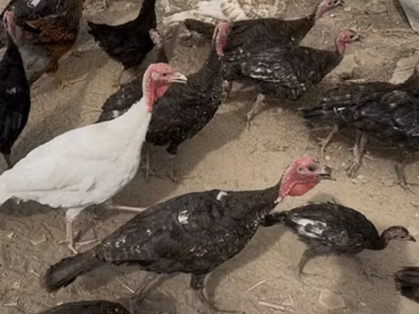 Turkeys — Kyrgyzstan