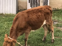பசு, Simmental cattle — புகைப்படம் 2
