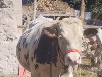 Bull, Simmental cattle — photo 1