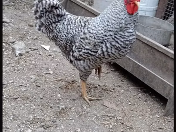 Chickens — آذربائیجان