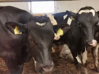 காளை, Simmental cattle — புகைப்படம் 8