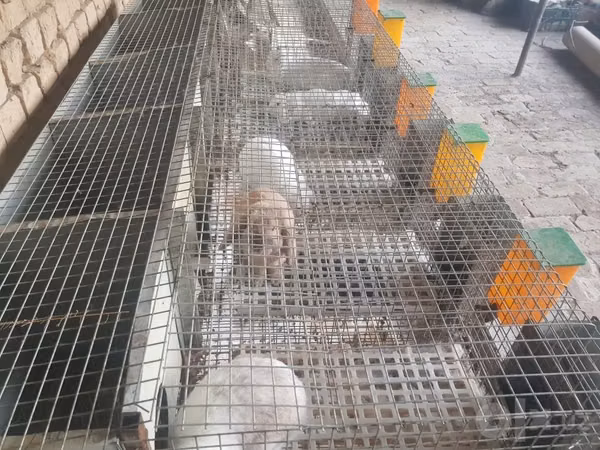 Ram, Sheep — Uzbekistan