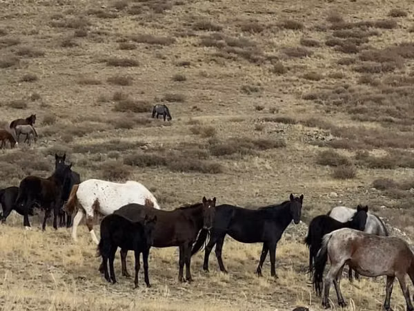 公马, Horses — 哈萨克斯坦