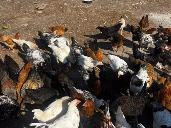 Chickens — Kyrgyzstan
