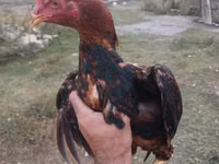 Chickens — photo 2