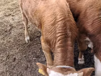सांड, Simmental cattle — फ़ोटो 3
