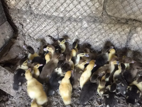 Ducks — Азербайджан