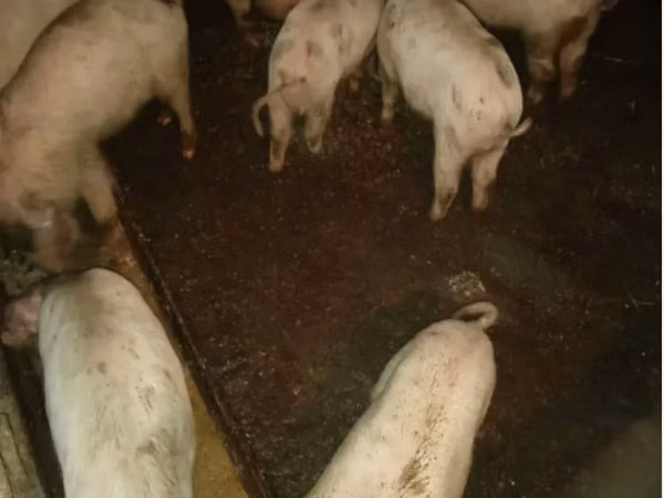 Sow, Pigs — Armenia