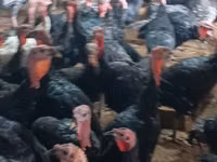 Turkeys — picha 1