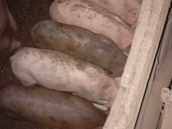 Babi betina, Pigs