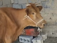 ላም, Latvian Blue cattle — ፎቶ 1