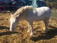اسب نر, Gypsy horse — عکس 4