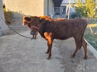 सांड, मवेशी — फ़ोटो 7