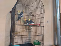 Nimçəsən (Cockatiel) quşları və qəfəs komplekti - Növ: Nimçəsən — foto 4