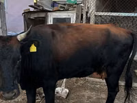 Vaca, Latvian Blue cattle — foto 2