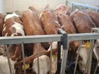 Bovinos (lote, sexo no especificado), Simmental cattle — foto 4