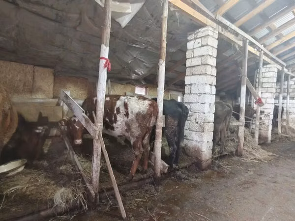 Ng'ombe jike, Ng'ombe wa nyanda za milima mwekundu